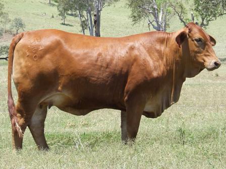 Bryvonlea Fair Lady